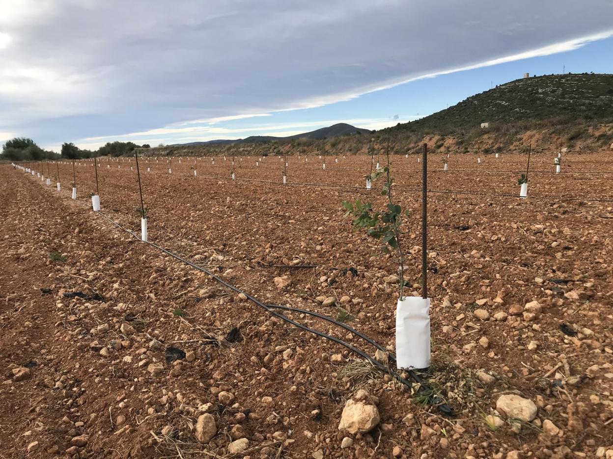 p Nuevas plantaciones. Finca moderna de algarrobos recién puestos en el norte de Castellón.