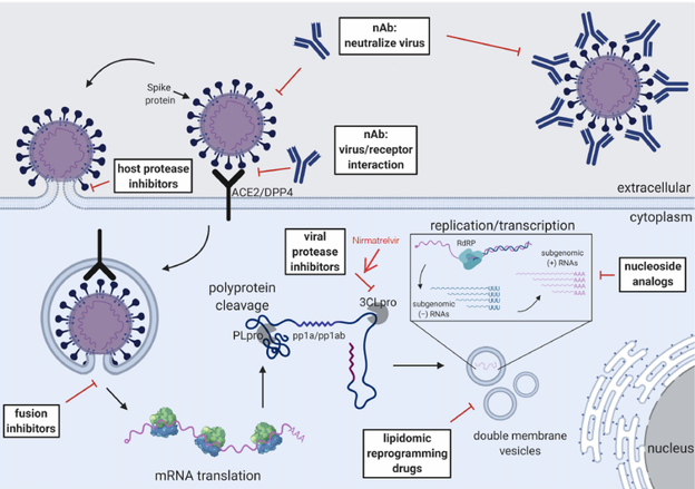 Figura 1. Esquema del ciclo de replicación del coronavirus y pasos clave para los objetivos antivirales. Los recuadros blancos indican el subtipo de antivirales que actúan de forma extracelular o intracelular. Los diferentes pasos del ciclo de replicación del coronavirus se ilustran en forma de viñetas, incluyendo la unión al receptor, la fusión de la membrana, la replicación del ARN viral, la transcripción del ARN subgenómico y la traducción. (Tse et al., 2021)., Author provided