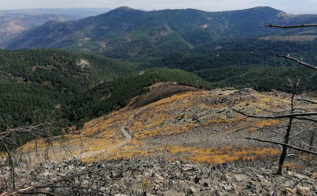 Limpieza de zona forestal quemada.