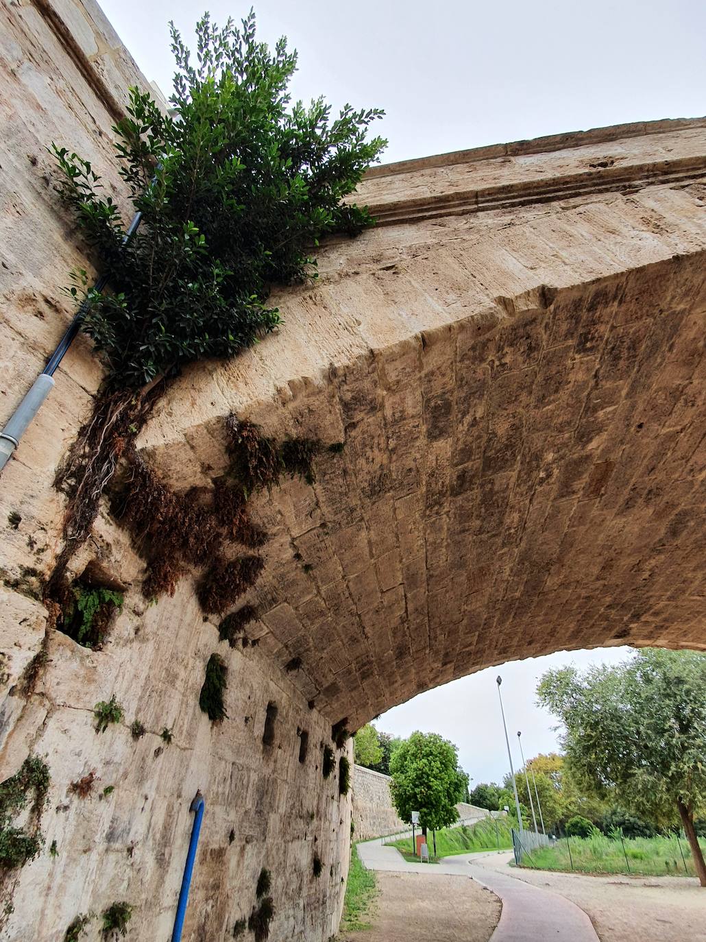 Los hierbajos y las humedades se adueñan de los puentes históricos del Jardín del Turia. 