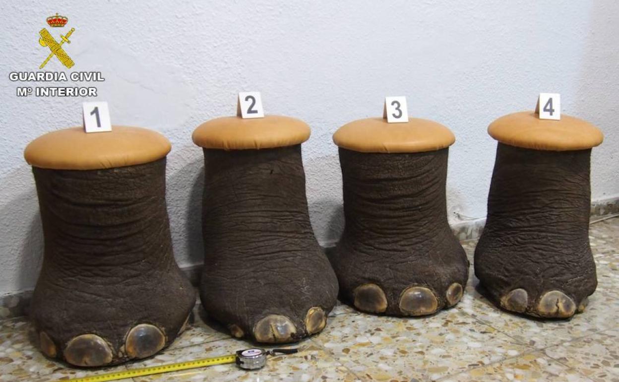 Patas de elefante intervenidas. 