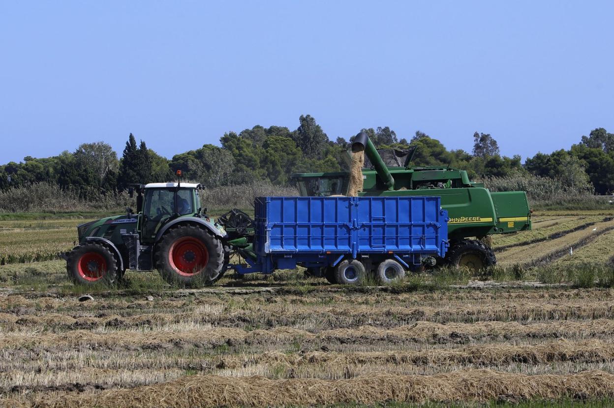 Recolección. Una cosechadora de arroz traspasa el grano al remolque de un tractor. lp