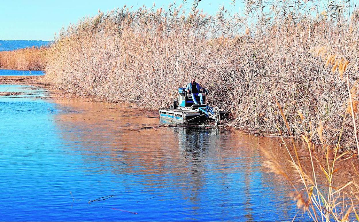 Tareas de conservación en el lago de la Albufera. 