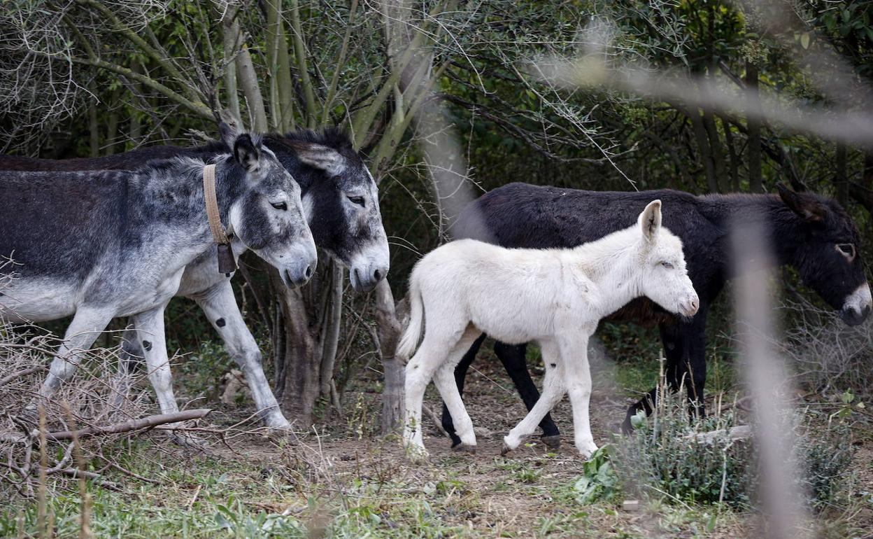 Burros en la propiedad en la que murieron una decena de animales. 