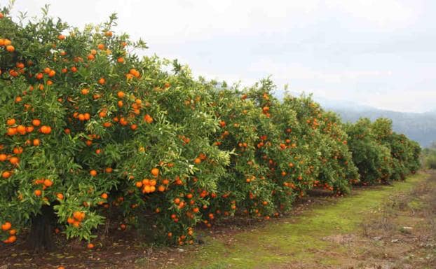 ¿Hasta cuándo dura la temporada de las naranjas valencianas?
