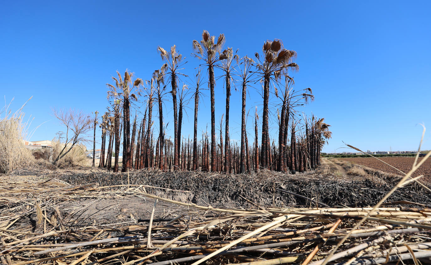 Diferencias. En l'Horta Sud proliferan cada vez más los campos abandonados y con maleza, mientras en l'Horta Nord se mantiene con primor donde se cultiva la chufa