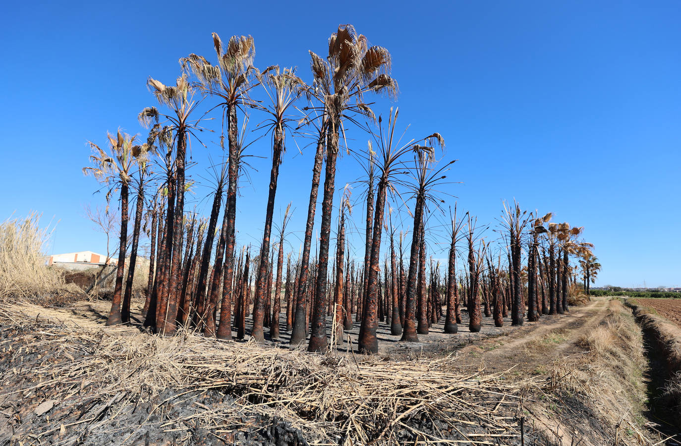 Diferencias. En l'Horta Sud proliferan cada vez más los campos abandonados y con maleza, mientras en l'Horta Nord se mantiene con primor donde se cultiva la chufa