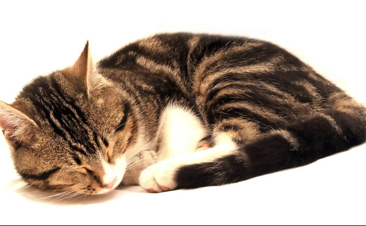franja Señal vértice Fiebre en gatos | Las cuatro señales de alerta para saber si tu gato tiene  fiebre | Las Provincias