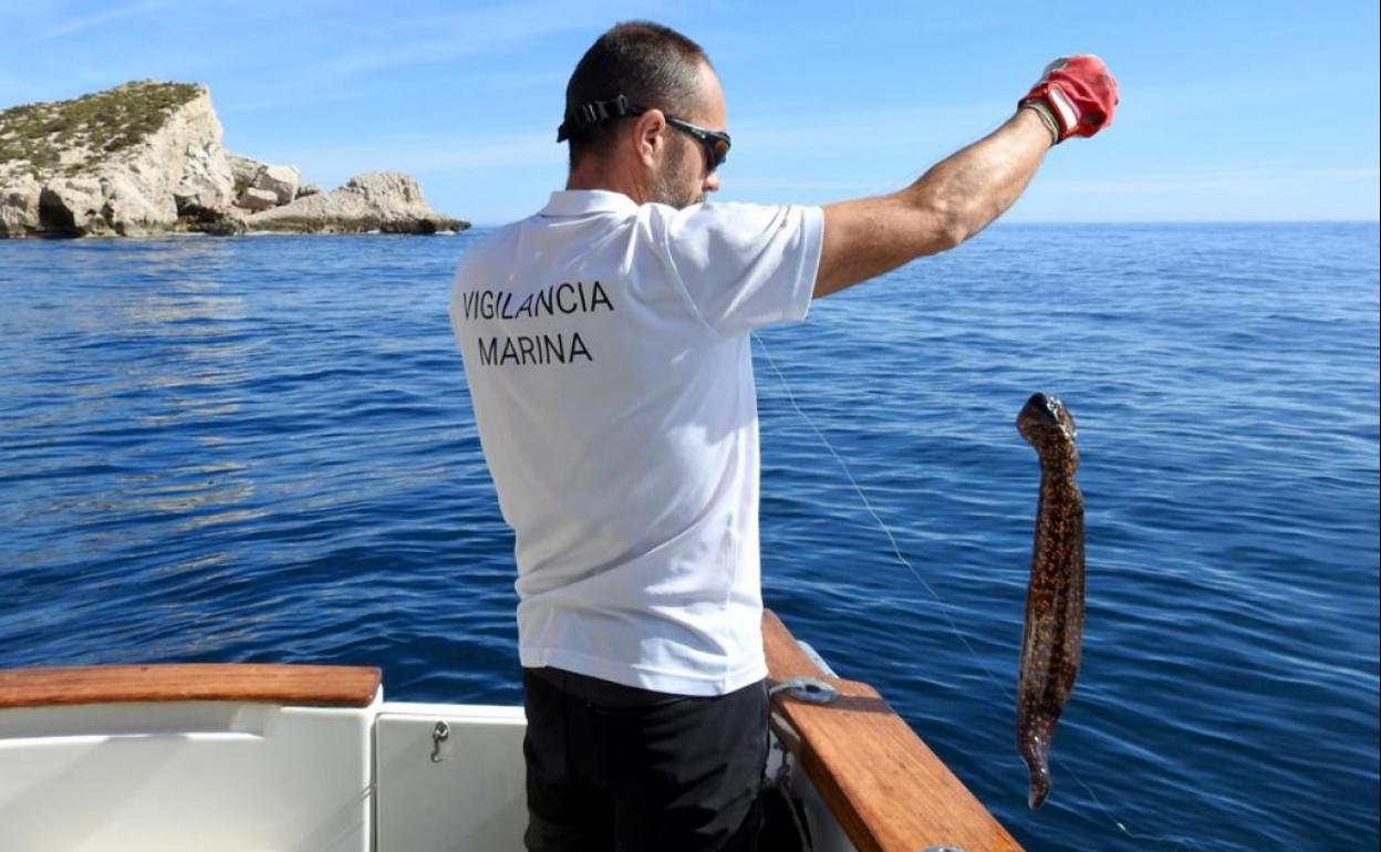 Un vigilante retira un arte de pesca furtiva con un pulpo caputrado