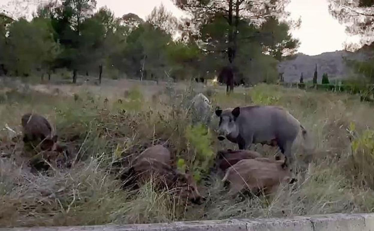 Piara de jabalíes en una zona del diseminado de Xàtiva. 