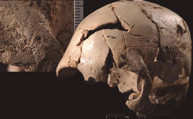 Uno de los cráneos de la Sima estudiados, de unos 430.000 años.