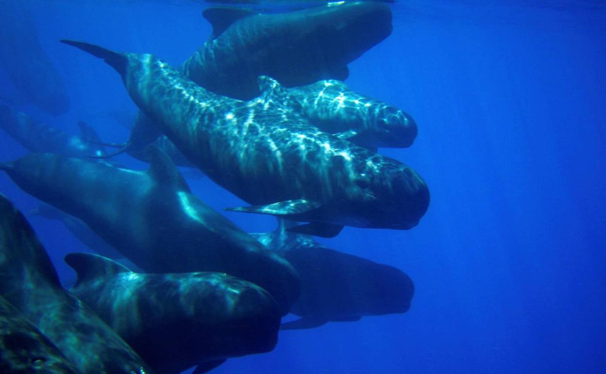 Un grupo de ballenas calderón a su paso por el Mediterráneo. 