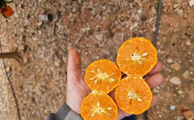 Muerte a la 'pinyolà': el DOGV publica la regulación que restringe la actividad de las abejas