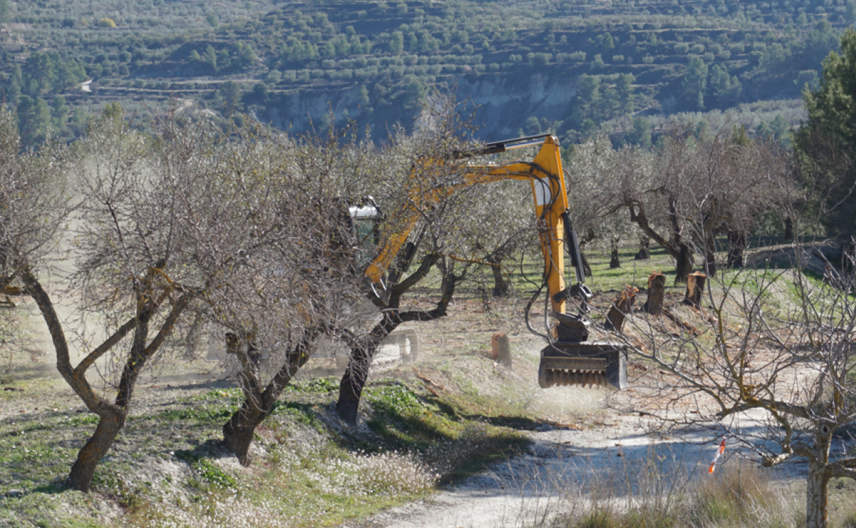 Tala de almendros en un municipio del Comtat debido a la política de erradicación de la Xylella. 