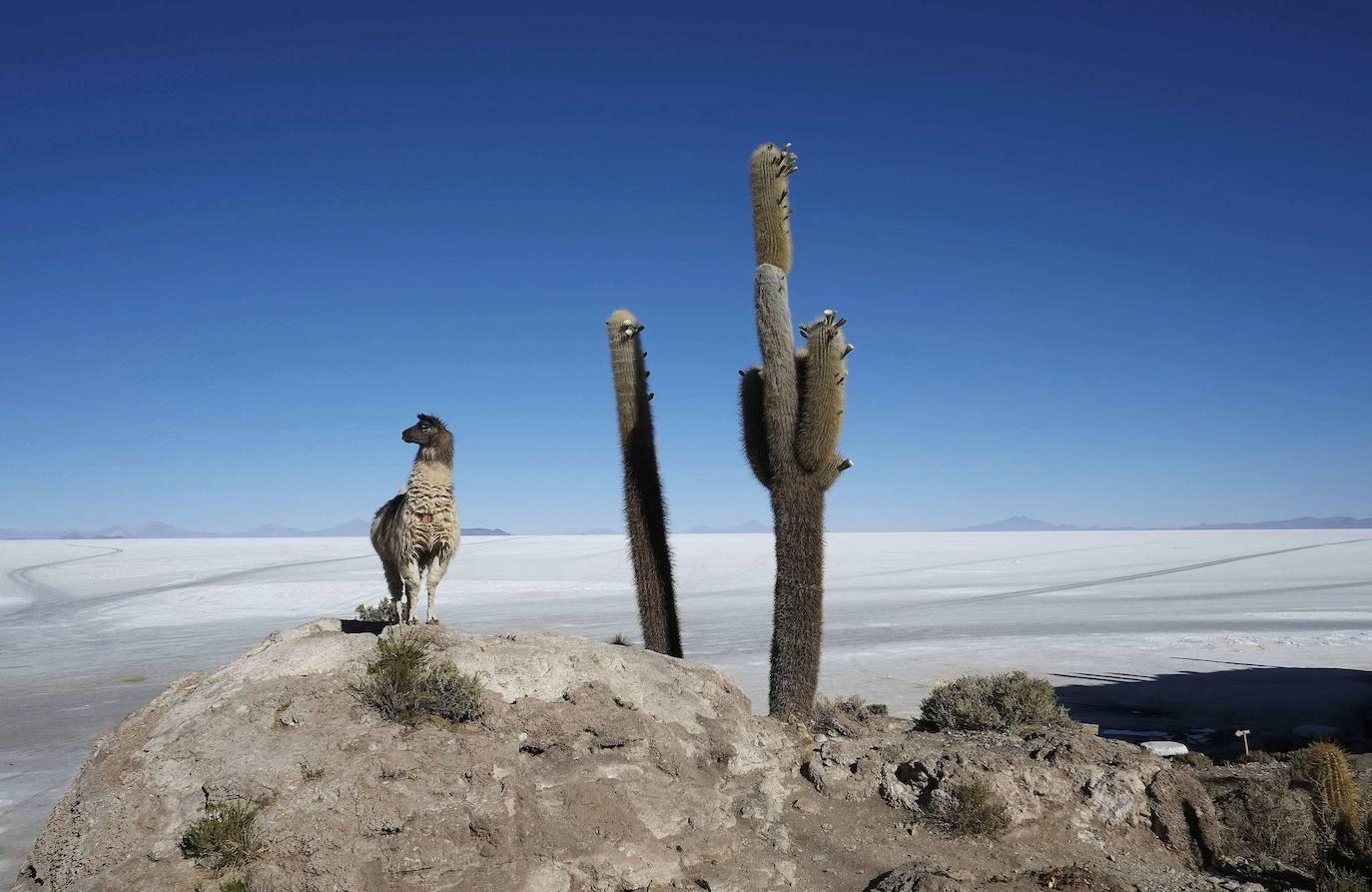 1.- Salar De Uyuni (Bolivia) | Este desierto de sal es el espejo más grande del planeta y uno de los lugares más bellos del mundo. Tan grande como la región de Abruzzo, esta gran extensión tiene alrededor de 10 mil millones de toneladas de sal y representa un tercio de las reservas de litio del planeta. Está a casi 4000 metros del suroeste boliviano y tiene tres especies diferentes de flamencos. 