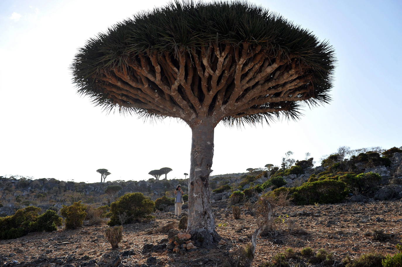 10.- Isla de Socotra (Yemen) | A unos 240 kilómetros al este del Cuerno de África y a 380 al sur de la península arábiga existe un enclave paradisíaco, formado por cuatro islas, que responde al nombre de Socotra. Precisamente, la isla más grande, con unos 3.600 km2, es la que da nombre al archipiélago, que pertenece a Yemen. Esta joya es una fuente de biodiversidad extraordinaria. De sus más de 800 especies de plantas, algo más de un tercio son endémicas, lo que significa que no es posible encontrarlas en otro lugar del planeta. También son endémicos el 90% de sus reptiles y el 95% de sus caracoles de tierra. Por todo ello, Socotra fue declarada en 2008 Patrimonio de la Humanidad por la Unesco.