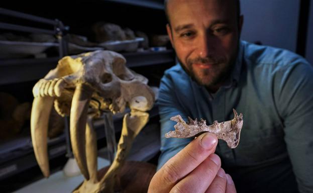 El investigador Ashley Poust con la mandíbula inferior de la nueva especie, junto a un cráneo de un tigre de dientes de sable ('Smilodon'). 