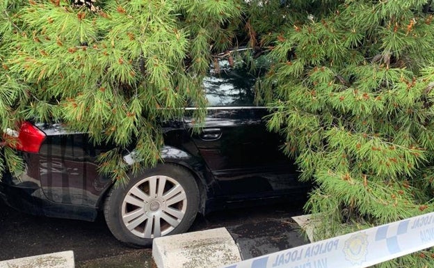 Imagen principal - Pino caído sobre un coche, palmera sin podar que invade una casa y árbol seco en el Grupo Antonio Rueda. 