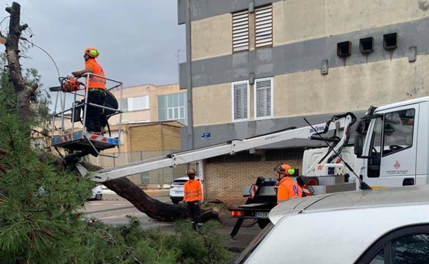 La caída de un árbol causa destrozos en tres coches en Músico Ayllón de Valencia