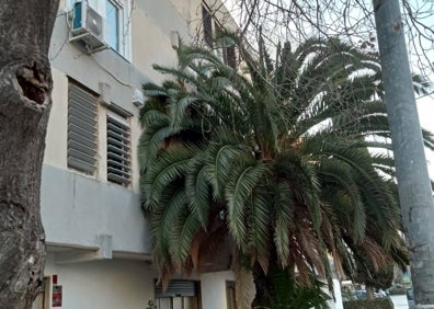 Imagen secundaria 1 - Pino caído sobre un coche, palmera sin podar que invade una casa y árbol seco en el Grupo Antonio Rueda. 