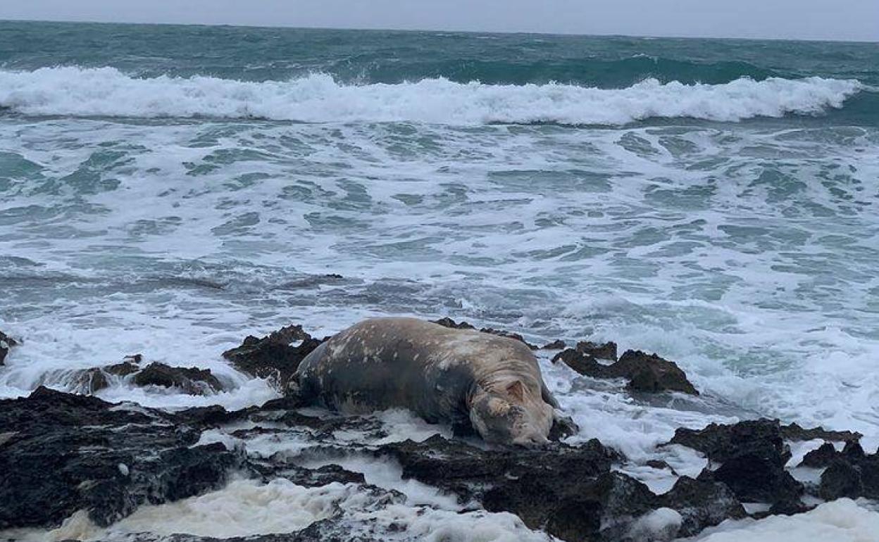 El animal muerto en las rocas del Segon Muntanyar. 