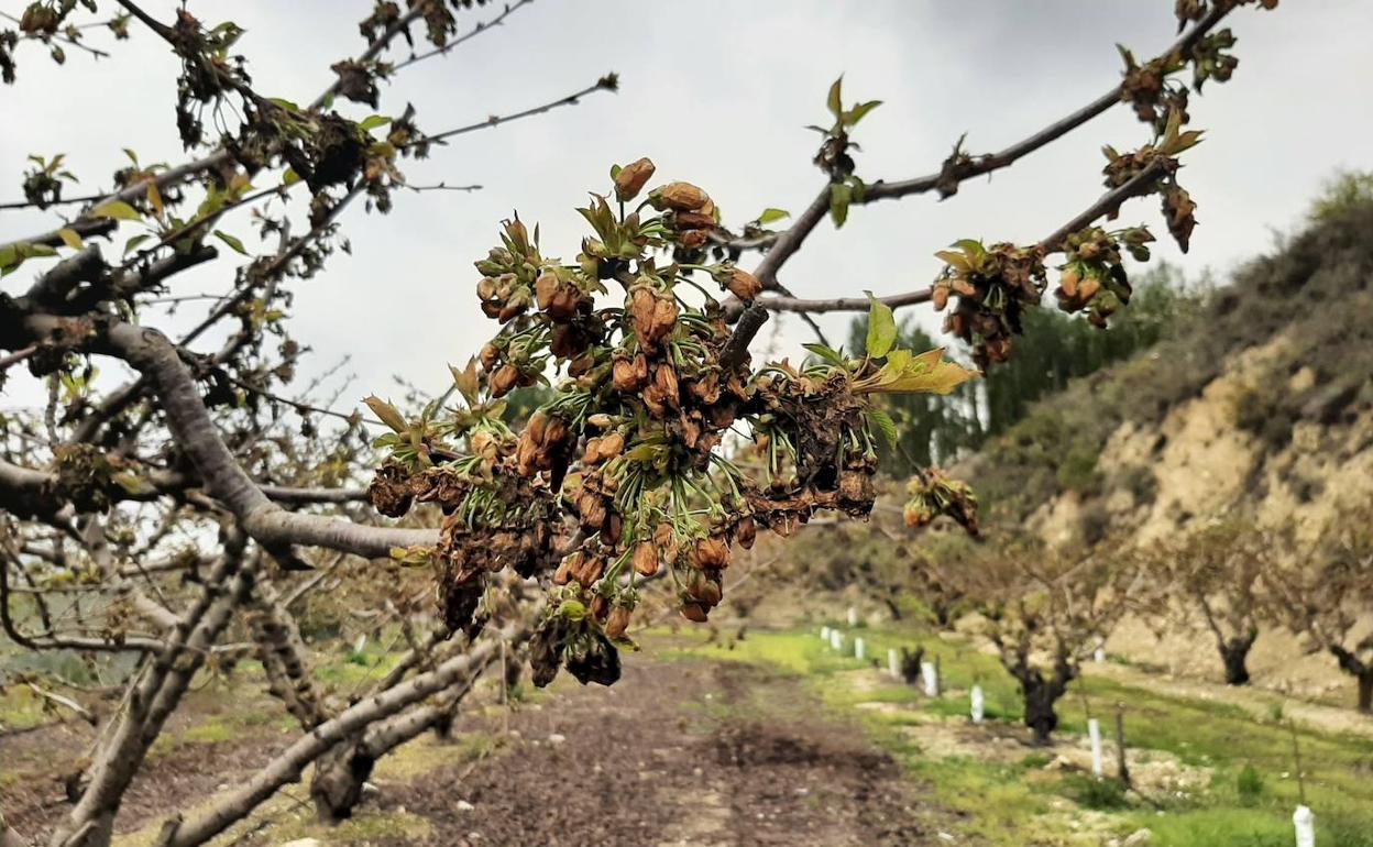 Los daños que ha causado el temporal en un campo de Al Patró. 