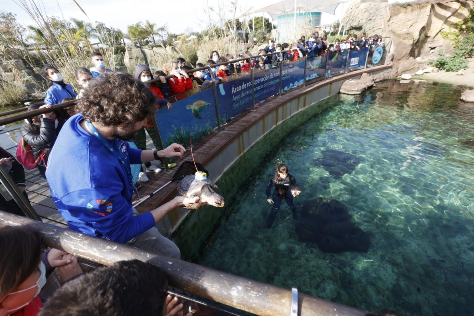 Las tortugas se independizan. Los técnicos en el Oceanogràfic enseñan a las crías de tortuga a desenvolverse para después soltarlas en el medio natural. jesús signes
