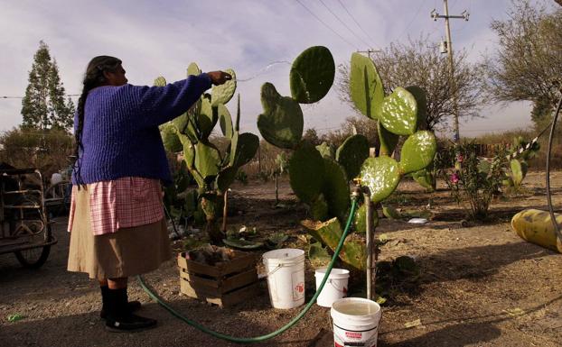 Una mujer mexicana riega unos cactus.