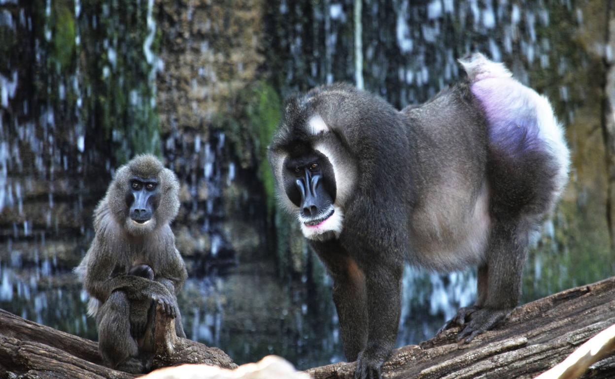 'Rafkiki', a la derecha de la imagen. 