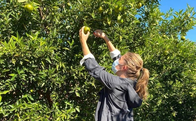 Cogiendo mandarinas en el Huerto de San Eusebio. 