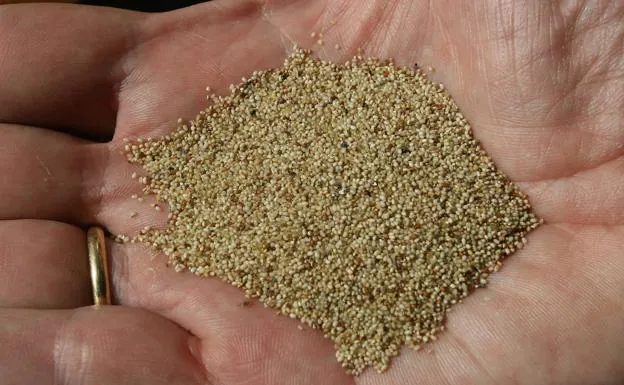 El superalimento que es 'la nueva quinoa': apto para diabéticos, cargado de proteínas, fibra y libre de grasas