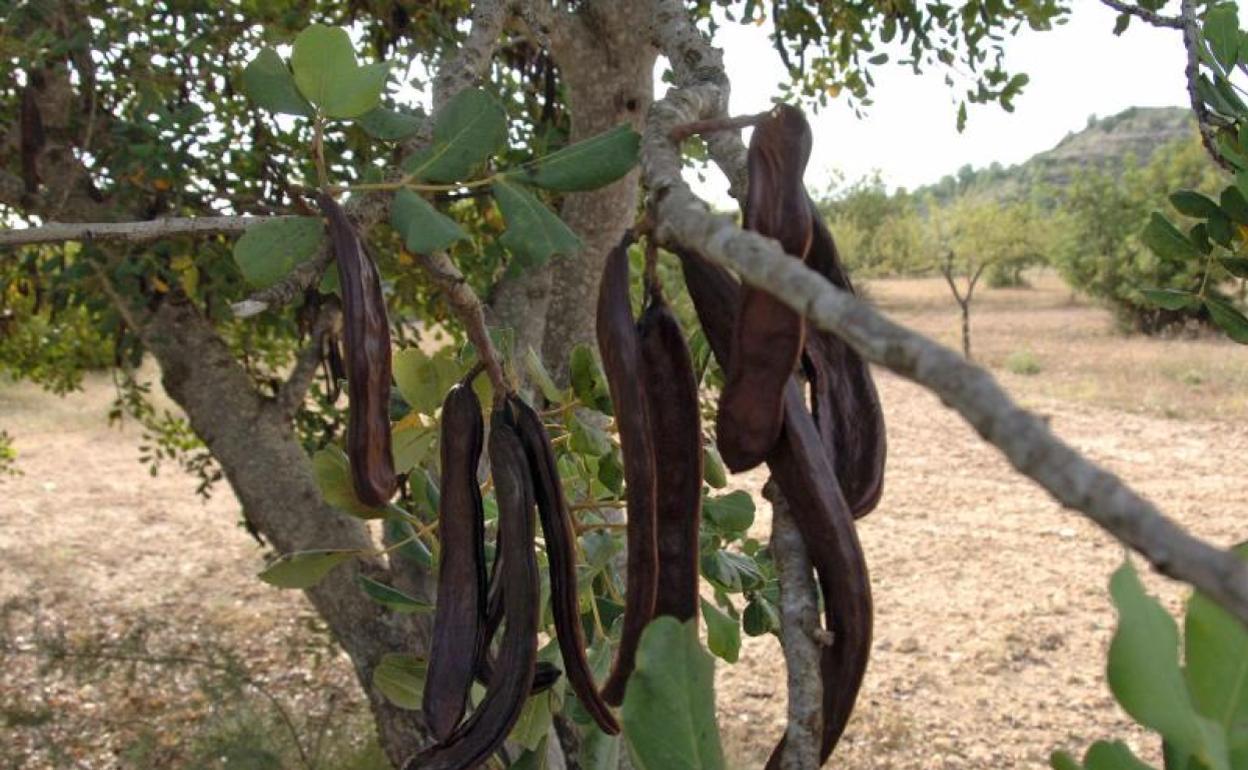 El precio de la algarroba se ha incrementado en los últimos años. 