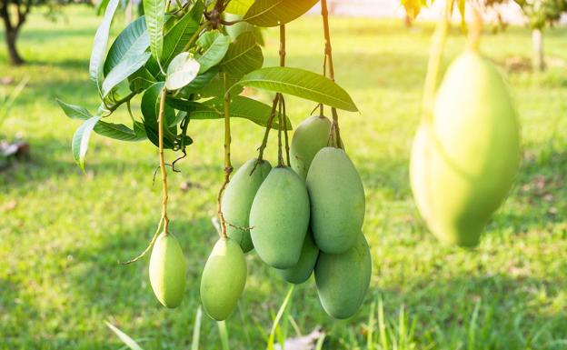 El mango es un árbol típico de las zonas tropicales.