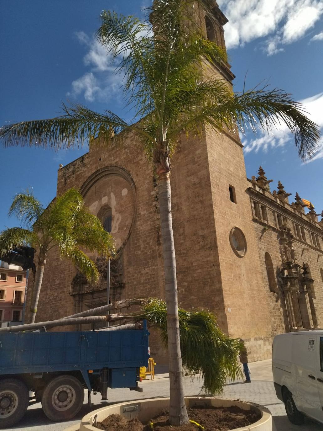 Imagen secundaria 2 - Árboles en Valencia | Palmeras en la plaza Ciudad de Brujas