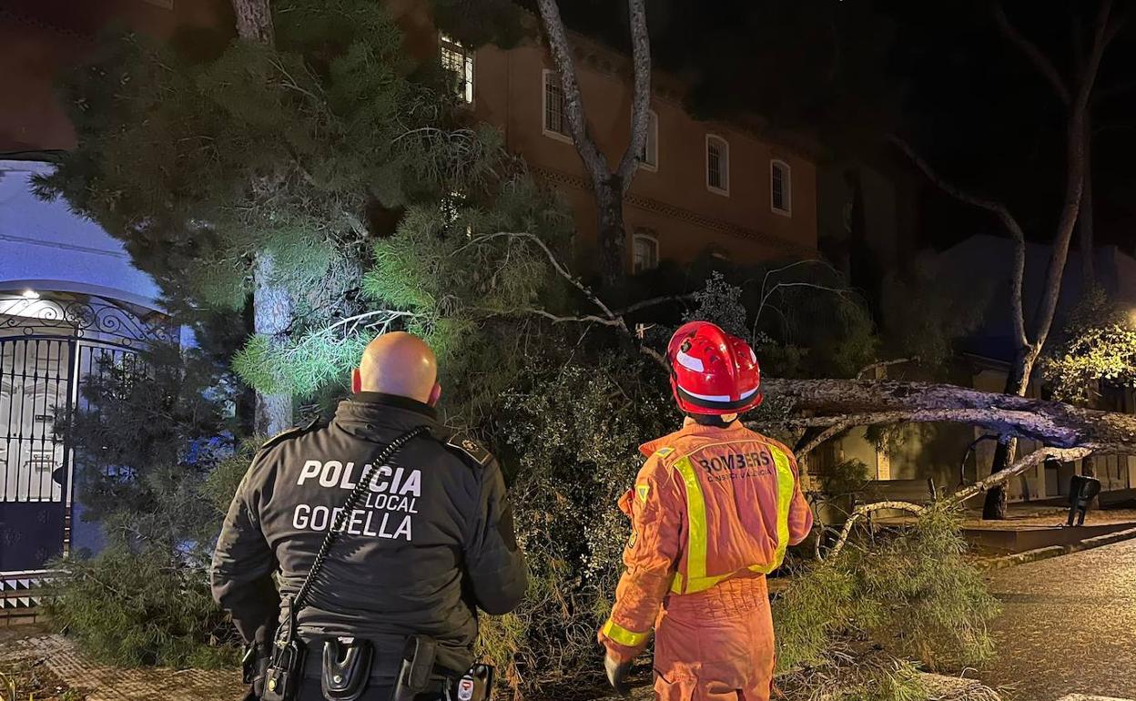 La Policía Local de Godella y Bomberos actúan sobre un pino caído. 