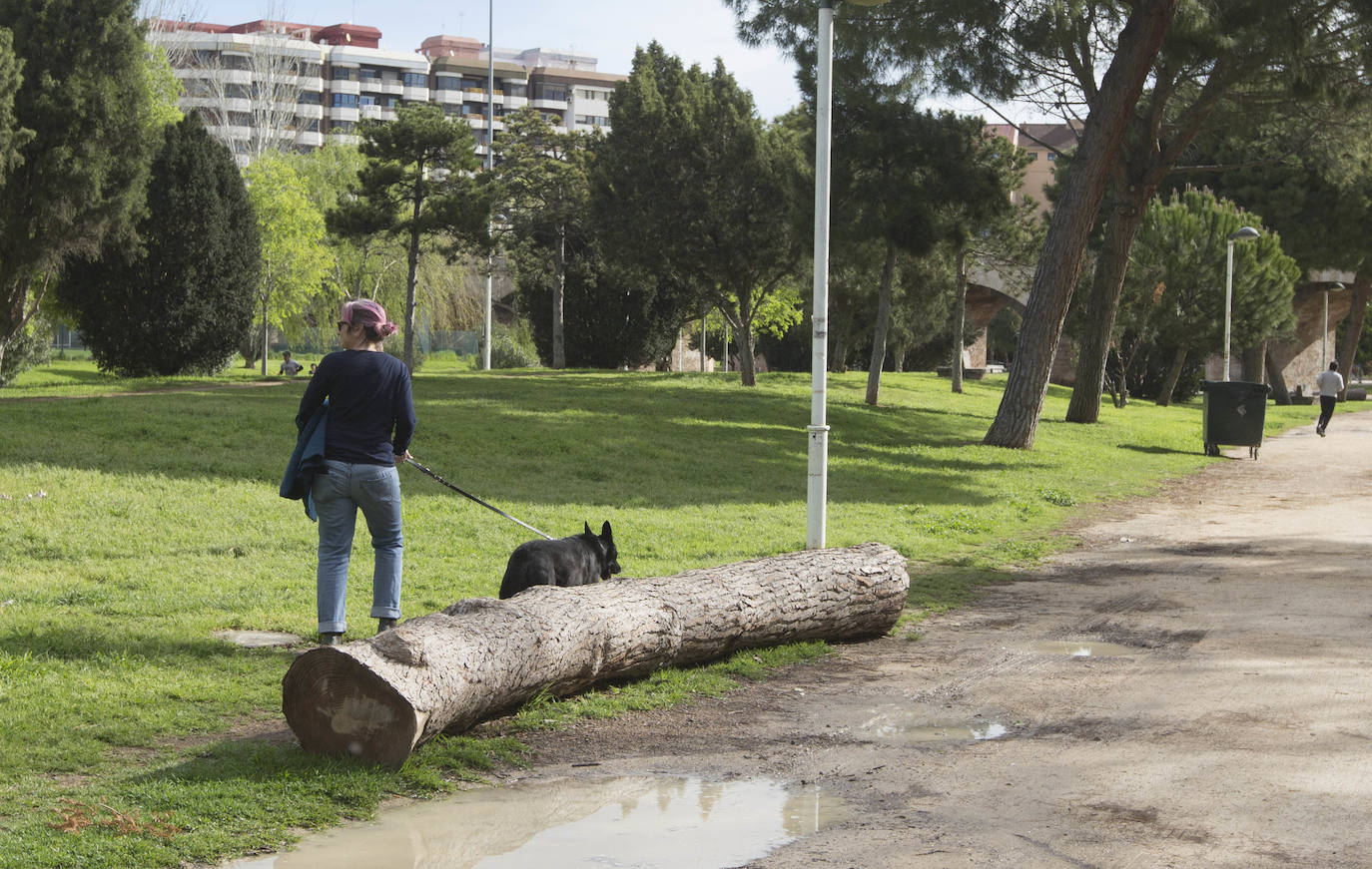 Fotos: El deterioro del Jardín del Turia de Valencia