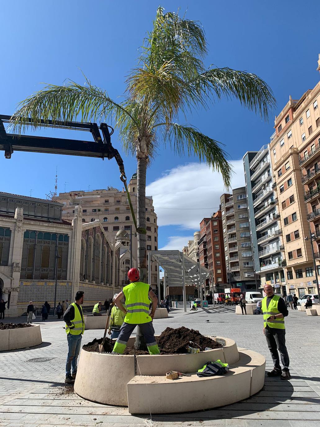 Imagen secundaria 1 - Árboles en Valencia | Palmeras en la plaza Ciudad de Brujas