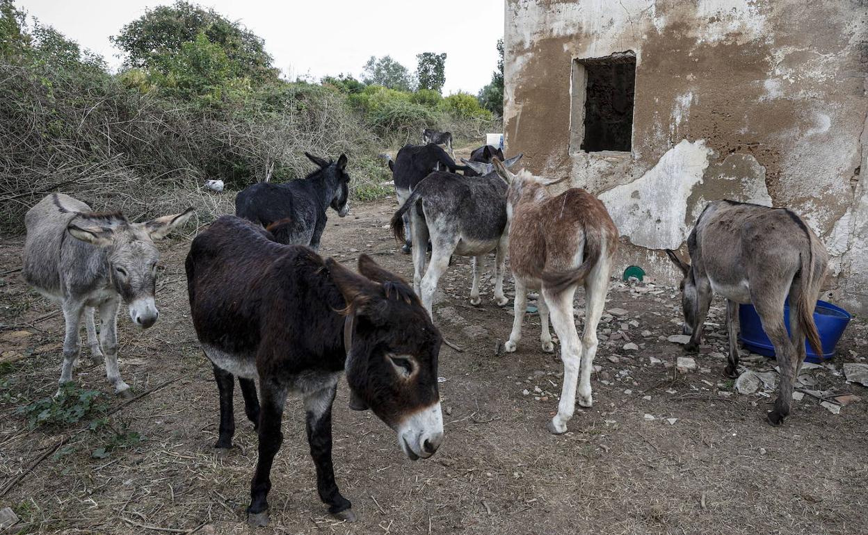 Algunos de los burros de la explotación ganadera. 