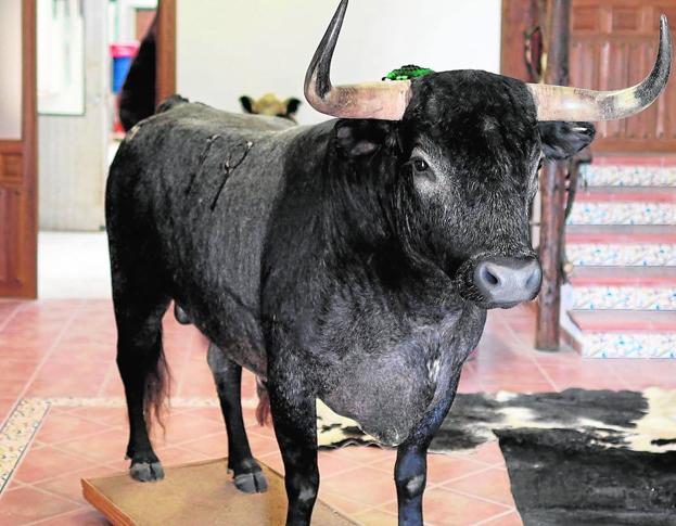 Trabajo. Toro disecado sobre una tarima de madera.