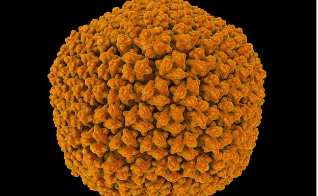 Imagen de laboratorio de un adenovirus, posible causa de la hepatitis de origen desconocido.