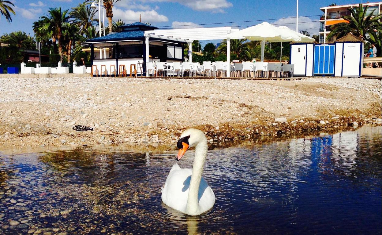 La vuelta de los chiringuitos en Altea podría producirse muy pronto