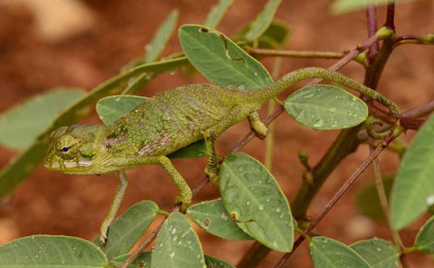 El camaleón monje ('Chamaeleo monachus') es una especie de camaleón endémica de la isla de Socotra, situada entre entre el mar Arábigo y el golfo de Adén. 