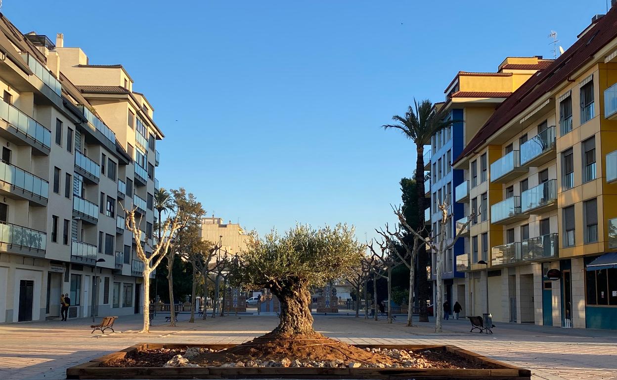 Olivo centenario en Carcaixent. 