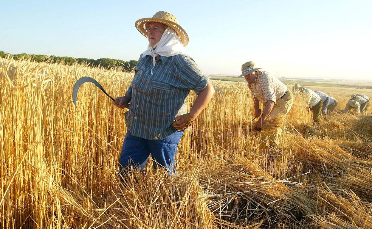 Una segadora descansa con su hoz hoy en la siega de la cosecha de forma tradicional que se desarrolla en la localidad vallisoletana de Alaejos, en una imagen de archivo.