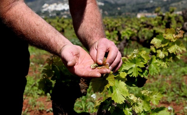 Las pequeñas uvas empiezan a aparecer en los sarmientos. 