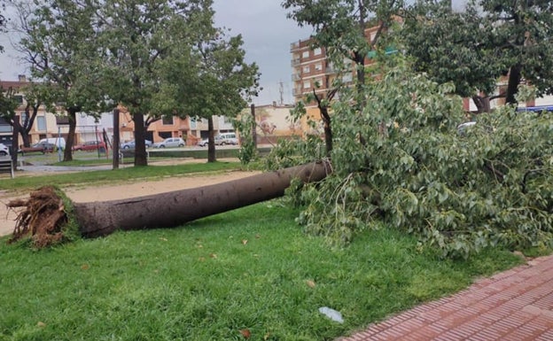 Árboles arrancados por la lluvia en Alginet. 