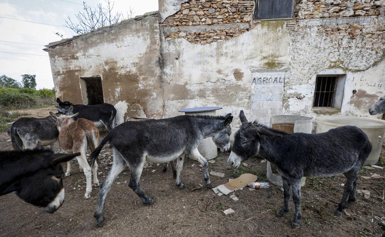 Algunos de los burros del Desert de les Palmes.