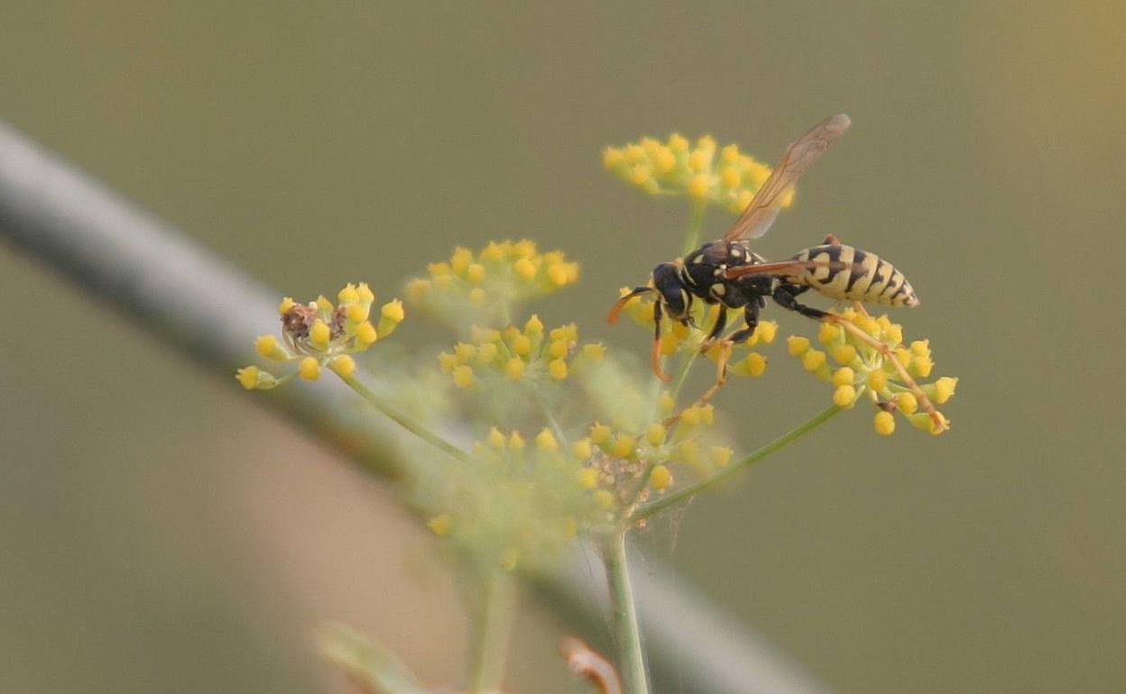 Una avispa en una flor de hinojo. 