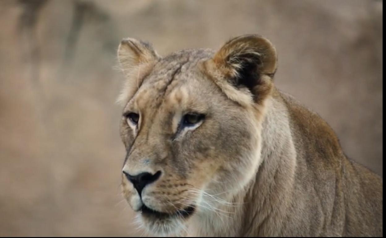 Sortuda, la leona del Bioparc Valencia.