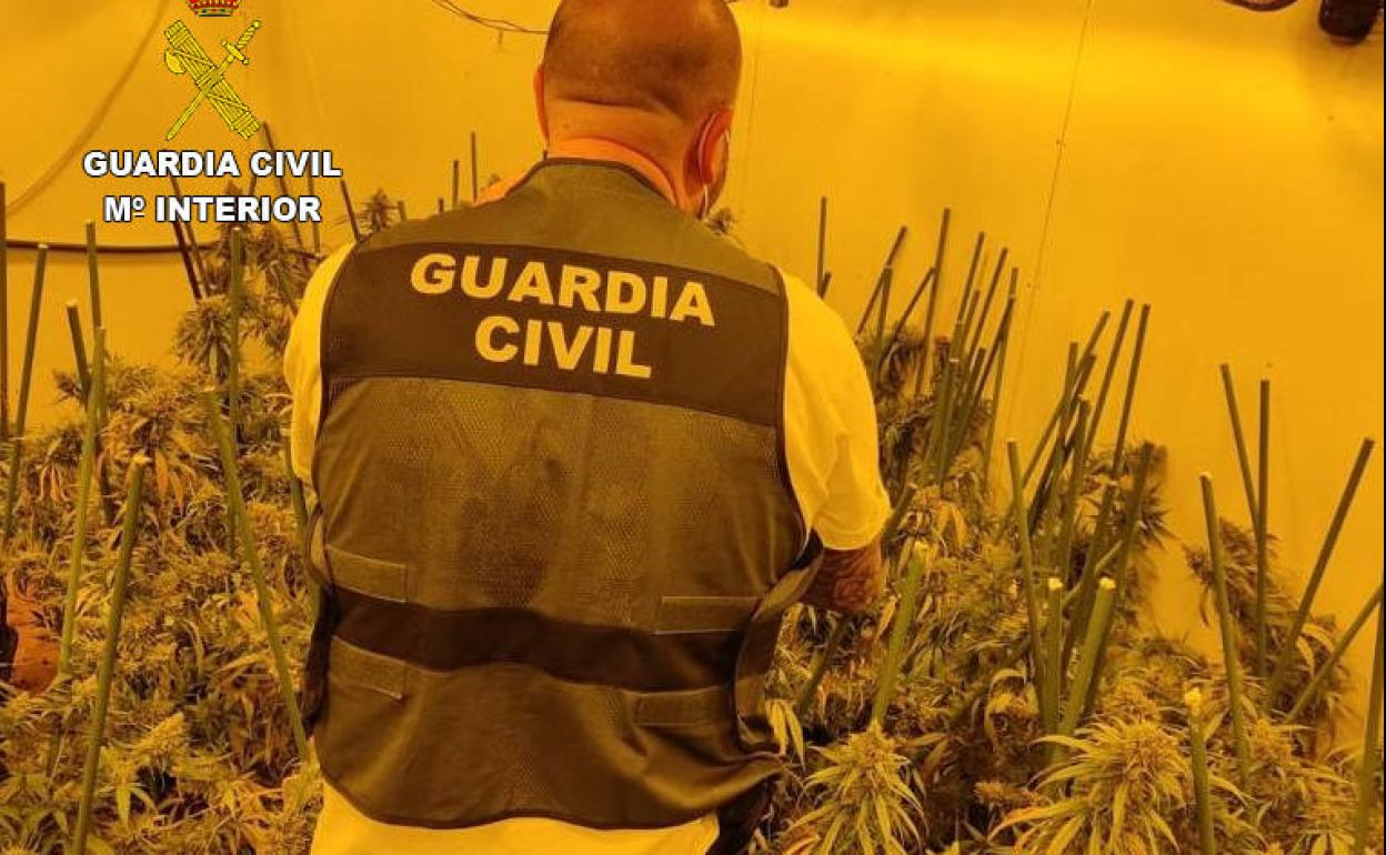 Marihuana Valencia | Detenido en Llíria un hombre con más de 200 plantas de marihuana en su chalé